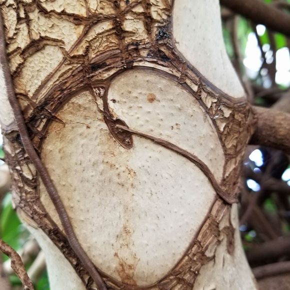 Meet your Posher, Tiffany - Picture 1 of 1